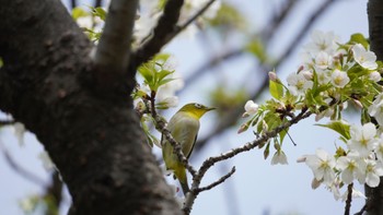 メジロ 浜離宮恩賜庭園 2024年4月7日(日)