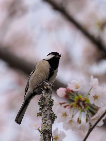 シジュウカラ 坂田ヶ池総合公園 2024年4月7日(日)