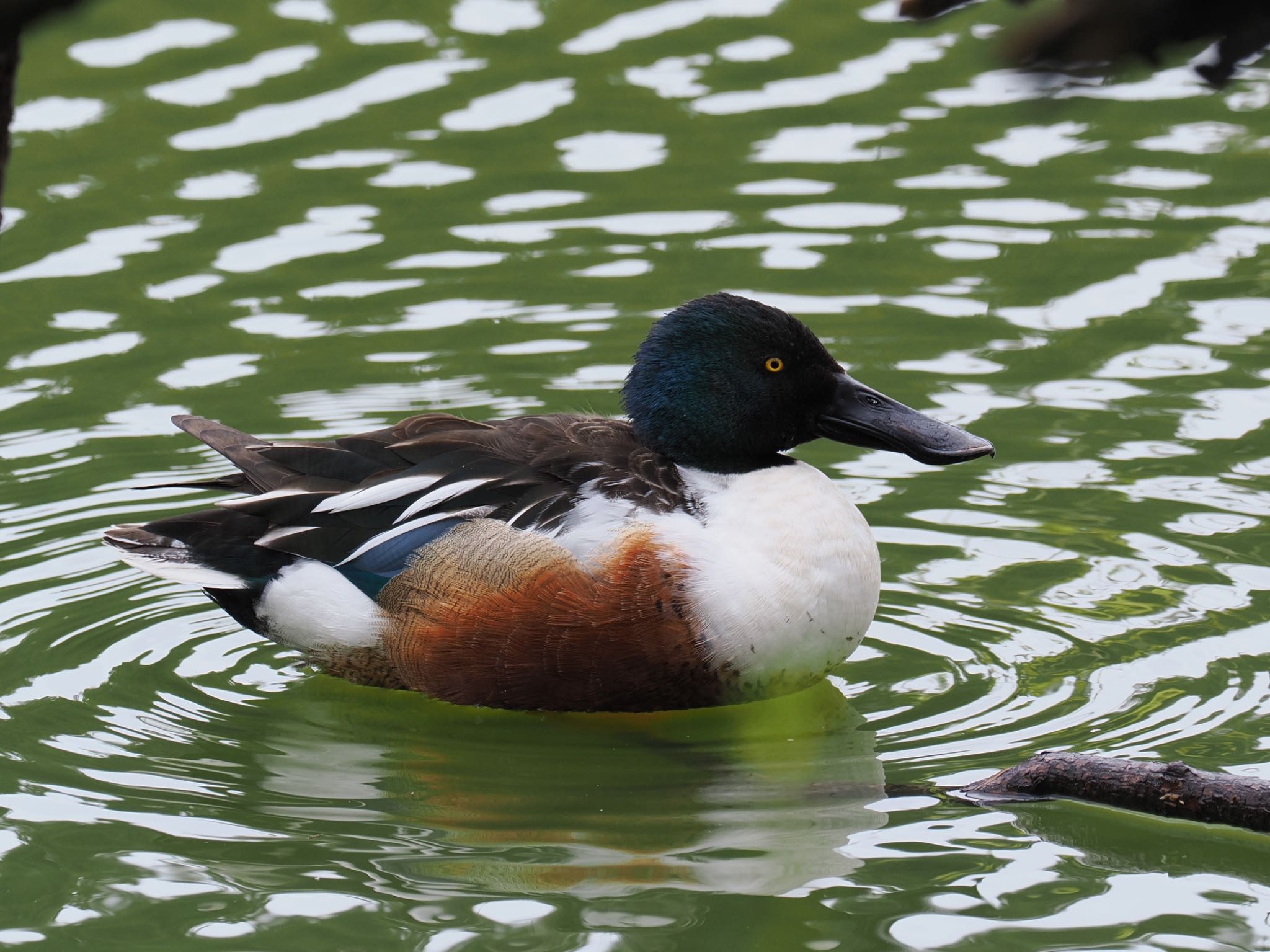 Photo of Northern Shoveler at 坂田ヶ池総合公園 by daffy@お散歩探鳥＆遠征探鳥♪