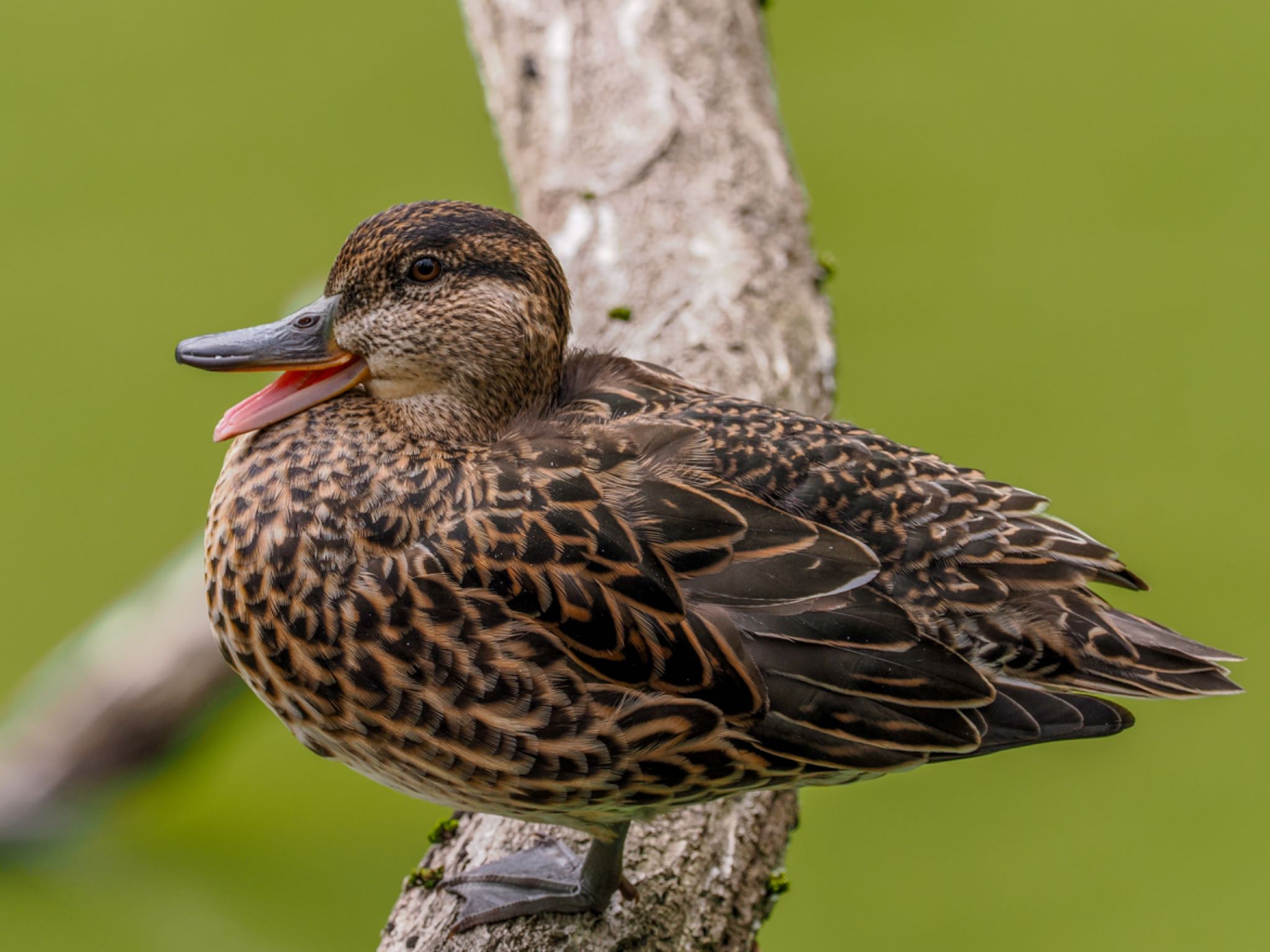 坂田ヶ池総合公園 マガモの写真 by daffy@お散歩探鳥＆遠征探鳥♪