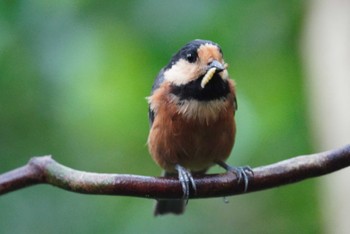 Varied Tit(amamii) Amami Nature Observation Forest Sat, 4/6/2024