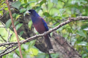 ルリカケス 奄美自然観察の森 2024年4月6日(土)