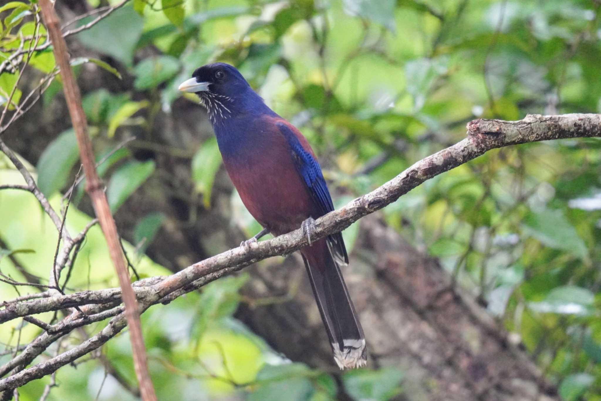 Photo of Lidth's Jay at Amami Nature Observation Forest by Kたろー