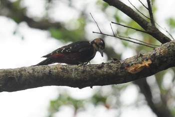 White-backed Woodpecker(owstoni) Amami Nature Observation Forest Sat, 4/6/2024