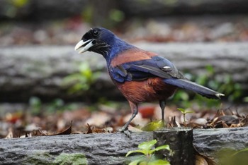 ルリカケス 奄美自然観察の森 2024年4月6日(土)