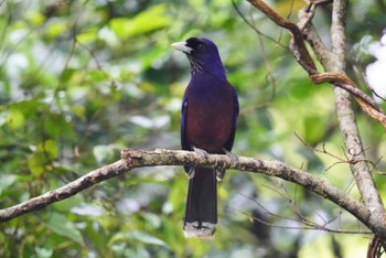 ルリカケス 奄美自然観察の森 2024年4月6日(土)