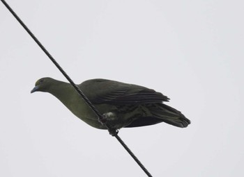 Ryukyu Green Pigeon Amami Nature Observation Forest Sat, 4/6/2024