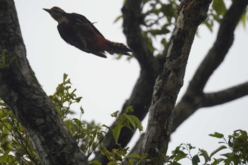 White-backed Woodpecker(owstoni) Amami Nature Observation Forest Sat, 4/6/2024