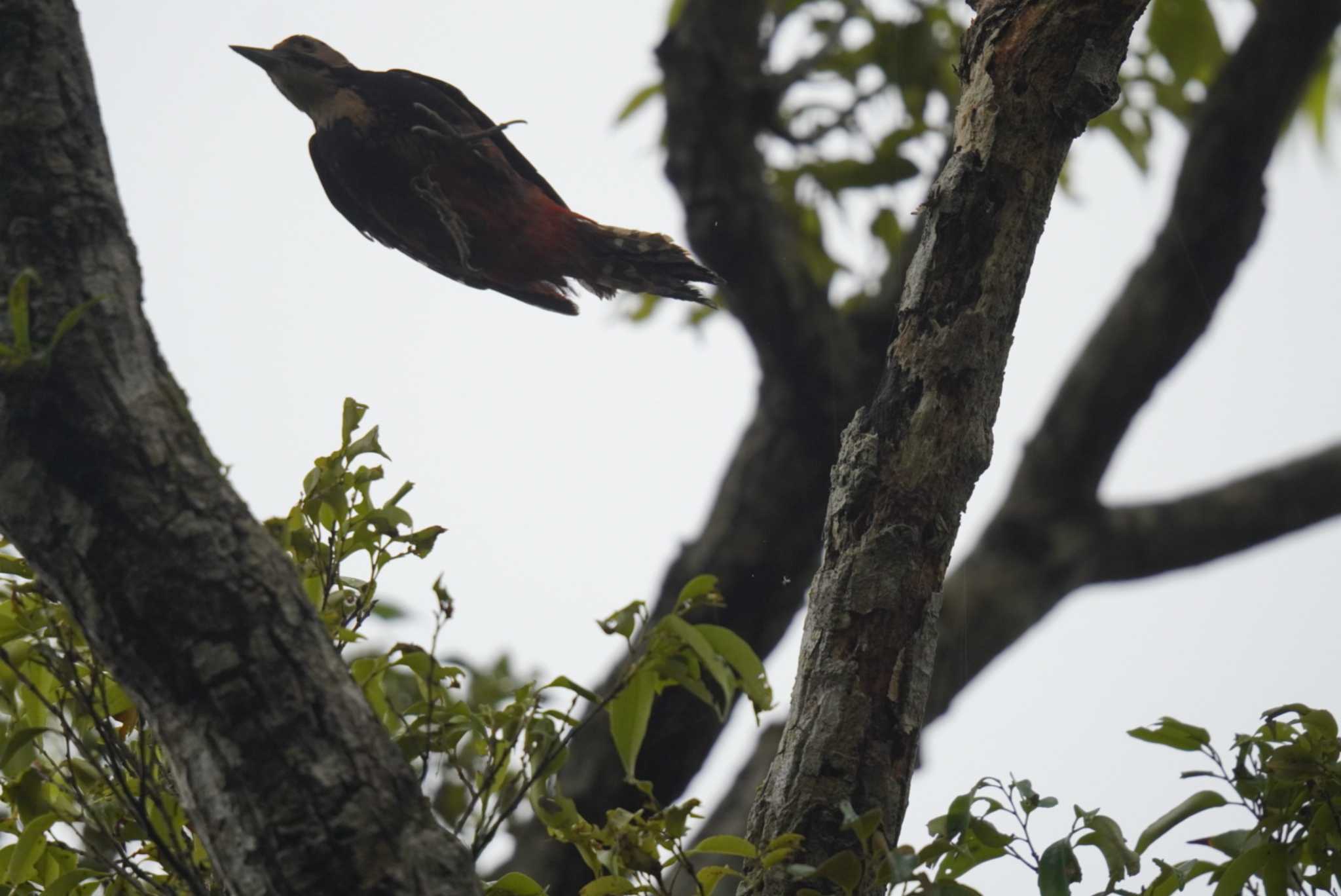 White-backed Woodpecker(owstoni)