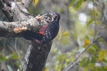 White-backed Woodpecker(owstoni) Amami Nature Observation Forest Sat, 4/6/2024