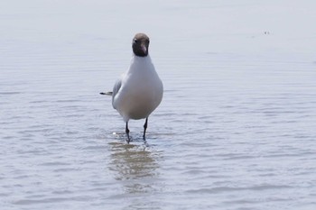 Black-headed Gull Fujimae Tidal Flat Sat, 3/30/2024