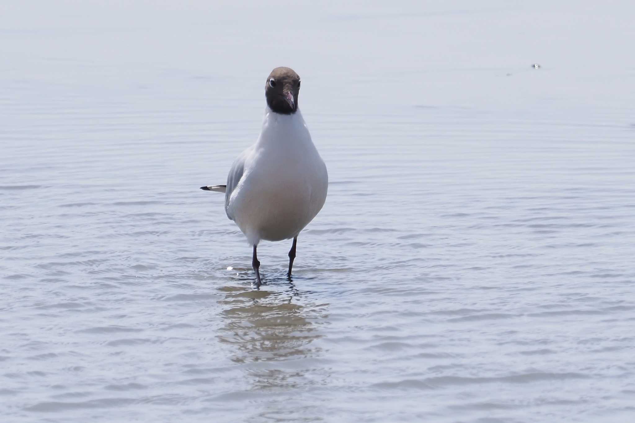 Black-headed Gull