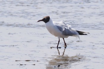 Black-headed Gull Fujimae Tidal Flat Sat, 3/30/2024