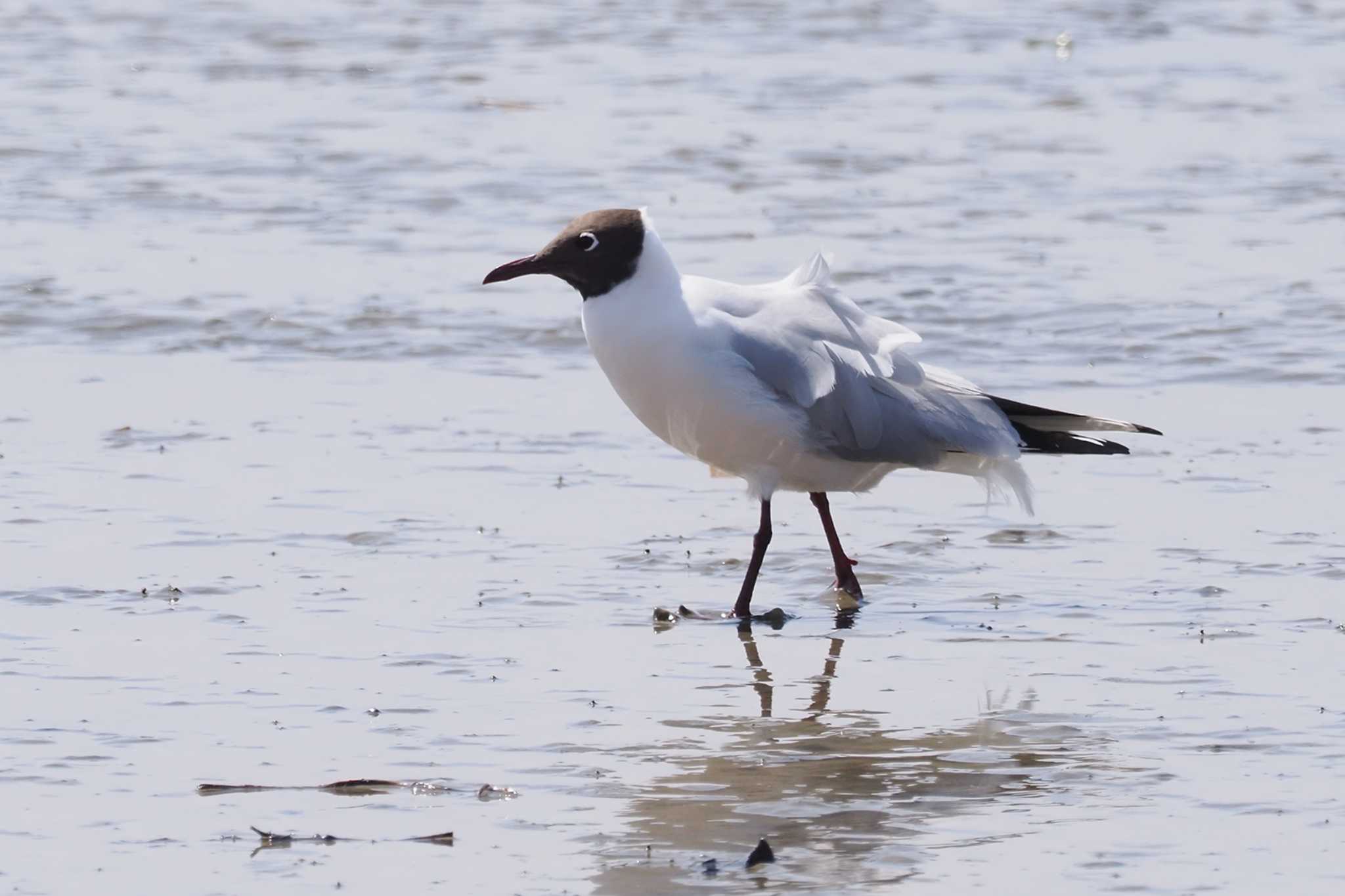 Black-headed Gull