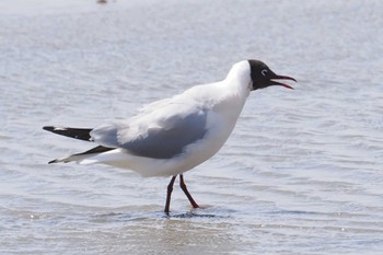 Black-headed Gull Fujimae Tidal Flat Sat, 3/30/2024