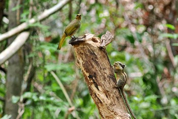 Stripe-throated Bulbul ベトナム Wed, 4/3/2024