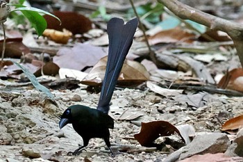 Racket-tailed Treepie ベトナム Wed, 4/3/2024