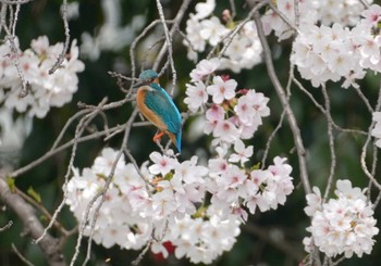 2024年4月6日(土) 大阪府の野鳥観察記録