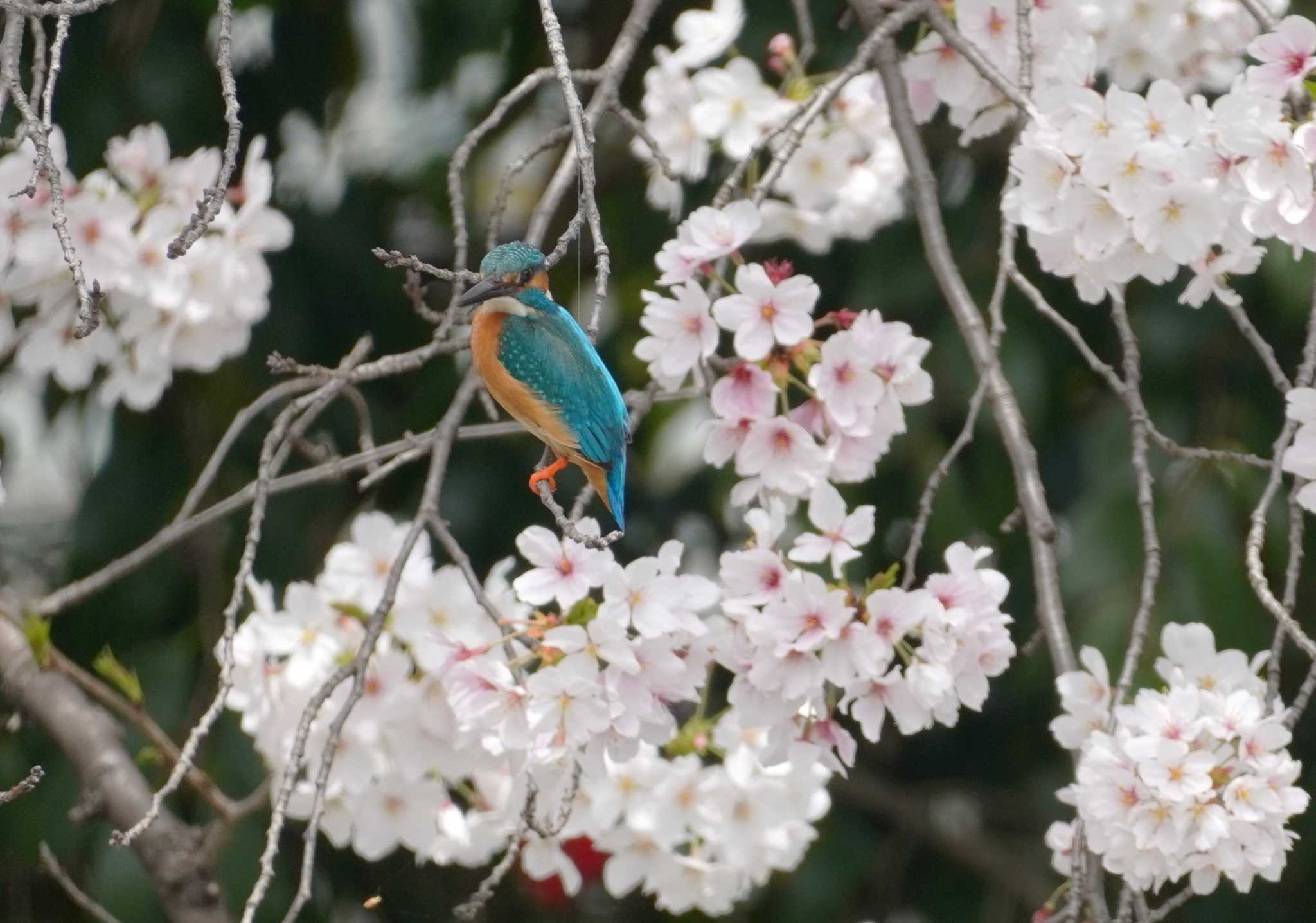 カワセミ