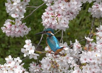 Common Kingfisher 大阪府 Sat, 4/6/2024