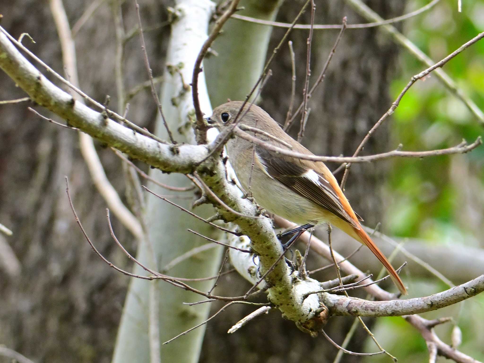 Daurian Redstart