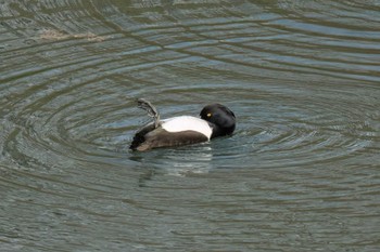 Tufted Duck 木瀬ダム(愛知県 豊田市) Sat, 4/6/2024