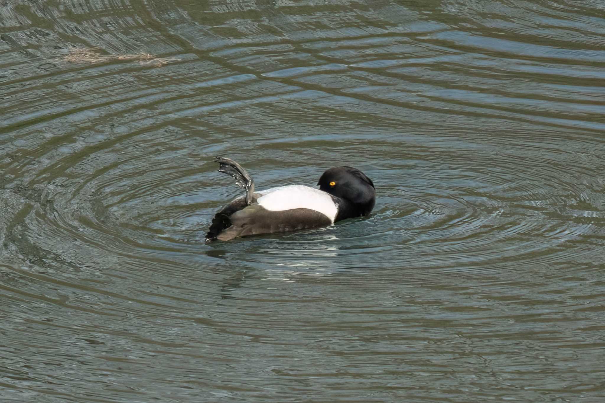 Tufted Duck