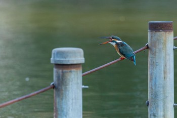 Common Kingfisher 善福寺公園 Fri, 3/29/2024