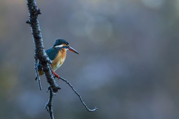 カワセミ 善福寺公園 2024年3月29日(金)