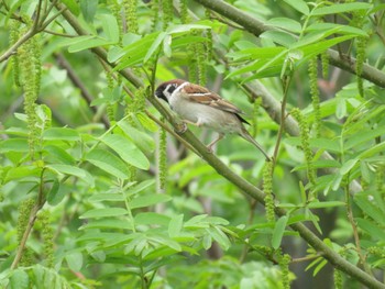 Eurasian Tree Sparrow 近所 Sun, 4/7/2024