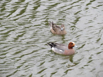 Eurasian Wigeon 近所のため池 Sun, 4/7/2024