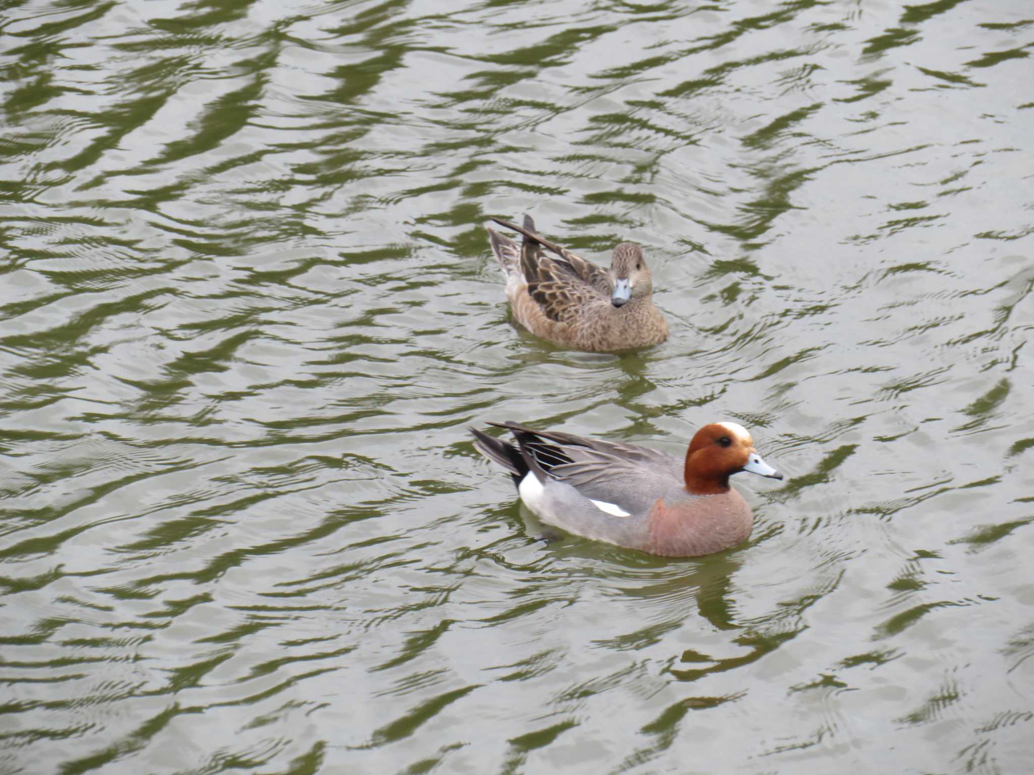 Photo of Eurasian Wigeon at 近所のため池 by tea break♪