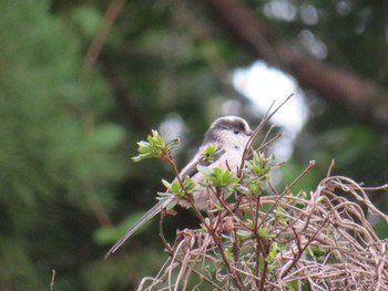 Long-tailed Tit 近所 Sun, 4/7/2024