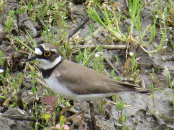 Little Ringed Plover 近所の田んぼ Sun, 4/7/2024