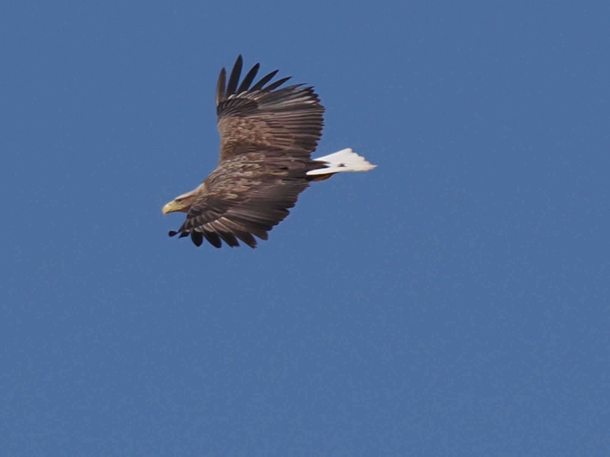 White-tailed Eagle