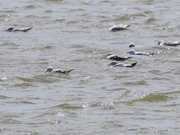 Common Gull 水と生きものの郷トゥ・ペッ Sat, 4/6/2024