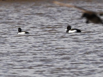 Tufted Duck 水と生きものの郷トゥ・ペッ Sat, 4/6/2024