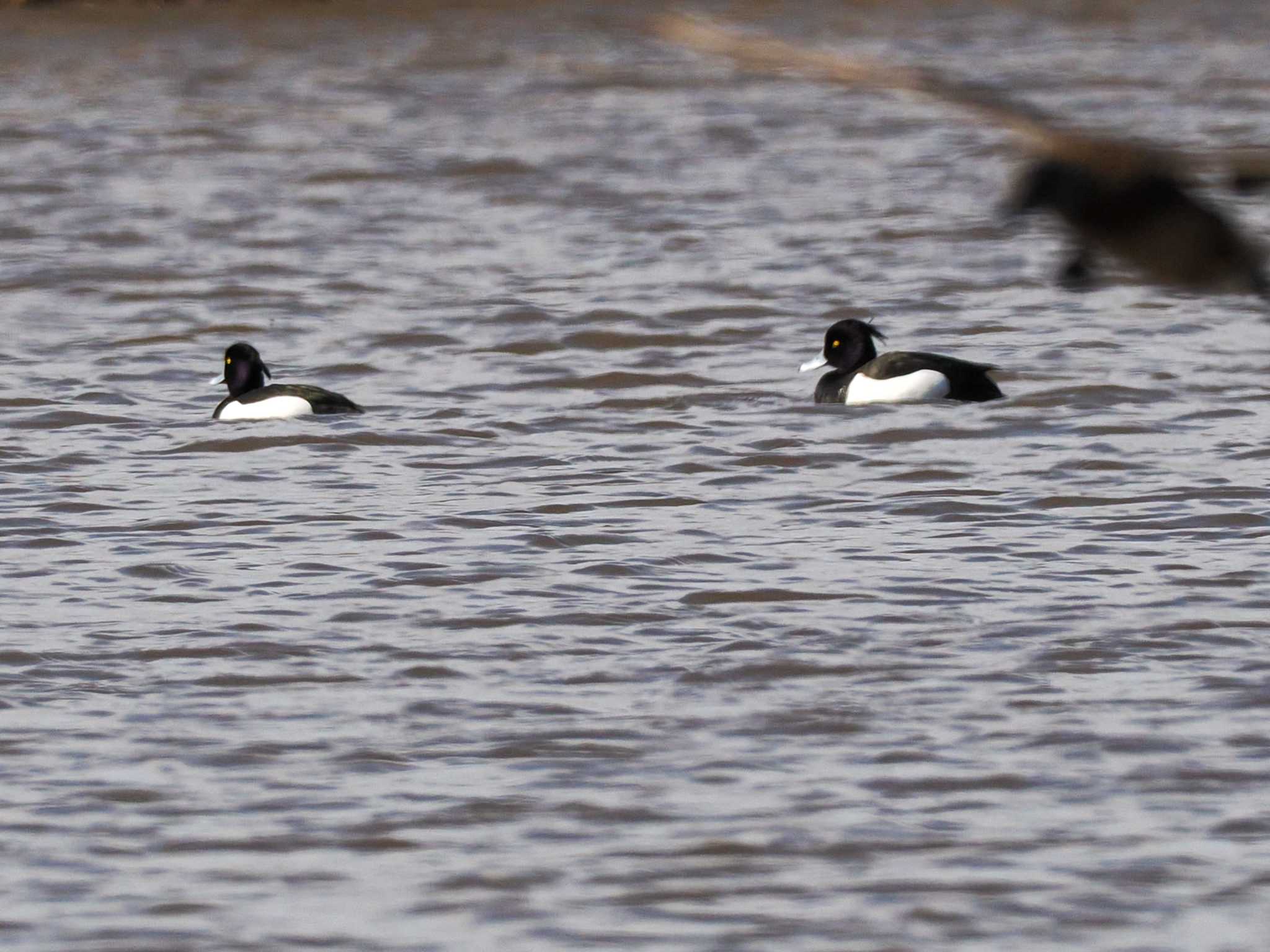 Tufted Duck