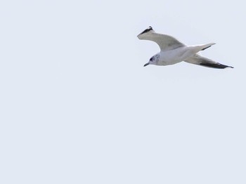 Common Gull 水と生きものの郷トゥ・ペッ Sat, 4/6/2024