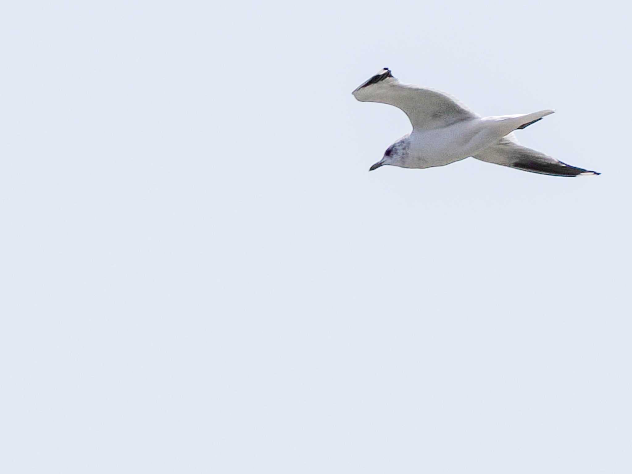 Photo of Common Gull at 水と生きものの郷トゥ・ペッ by 98_Ark (98ｱｰｸ)