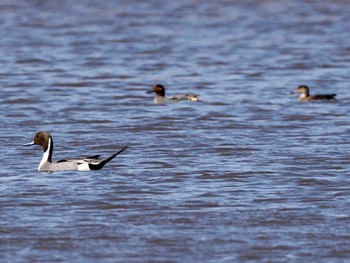 コガモ 水と生きものの郷トゥ・ペッ 2024年4月6日(土)