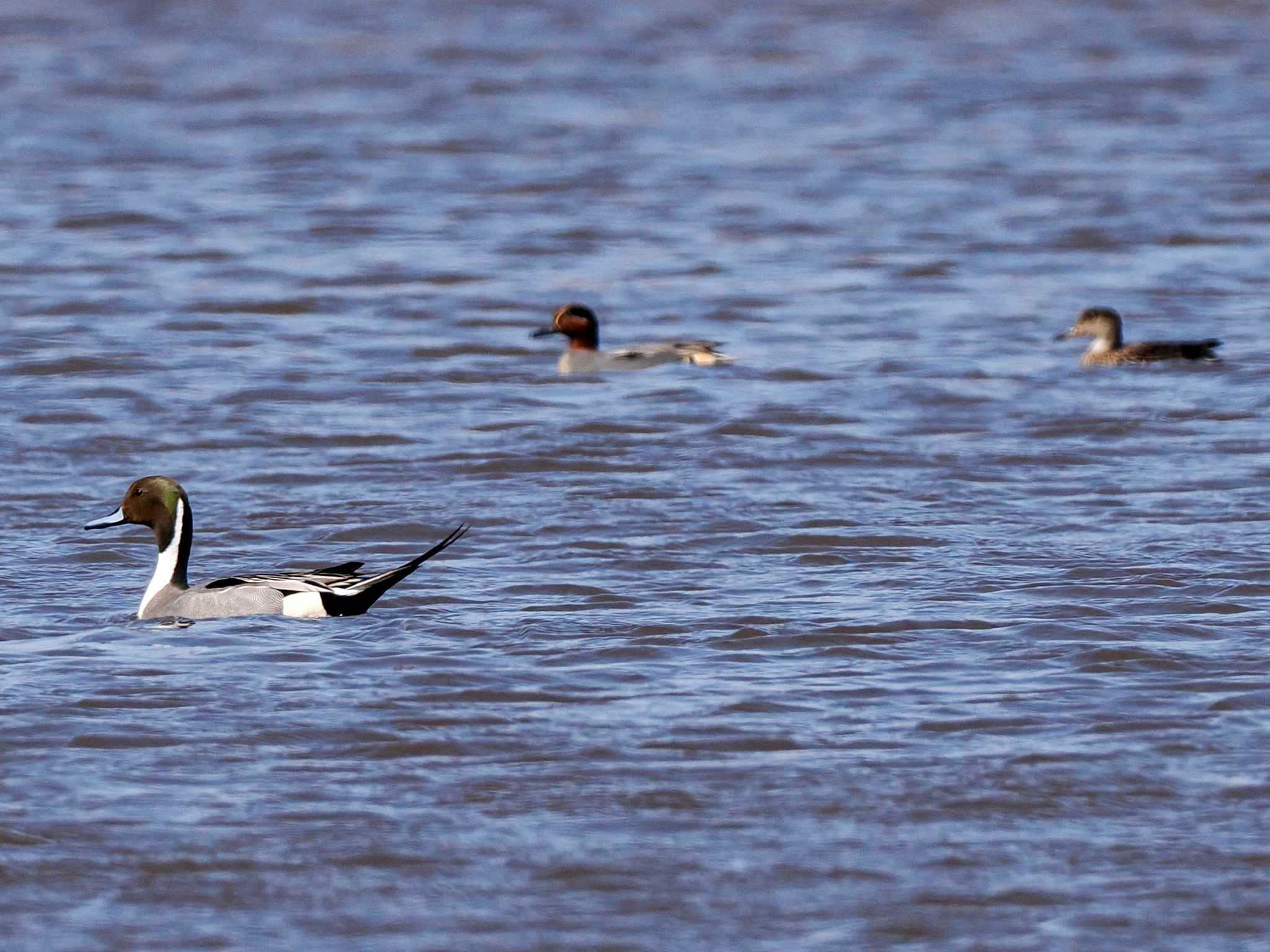 Eurasian Teal