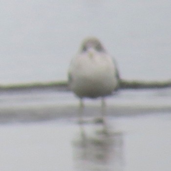 Common Gull Sambanze Tideland Sun, 2/4/2024