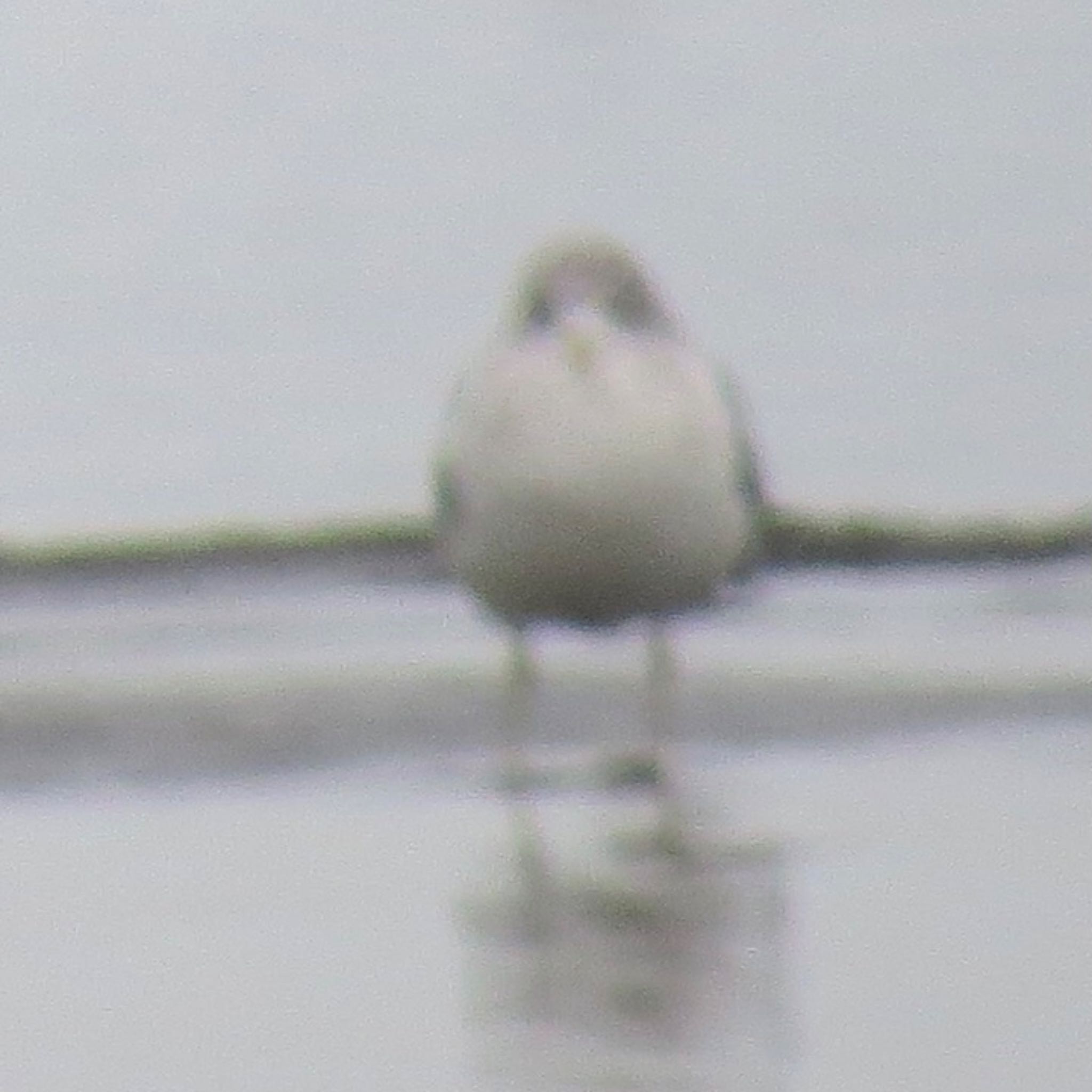 Photo of Common Gull at Sambanze Tideland by Haruki🦜