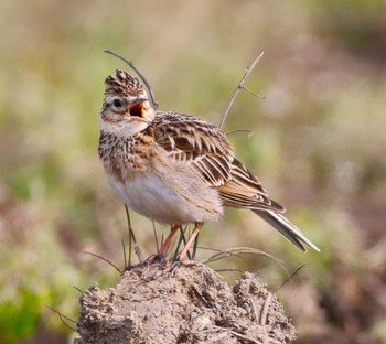 Eurasian Skylark 滋賀県湖北 Sat, 4/6/2024