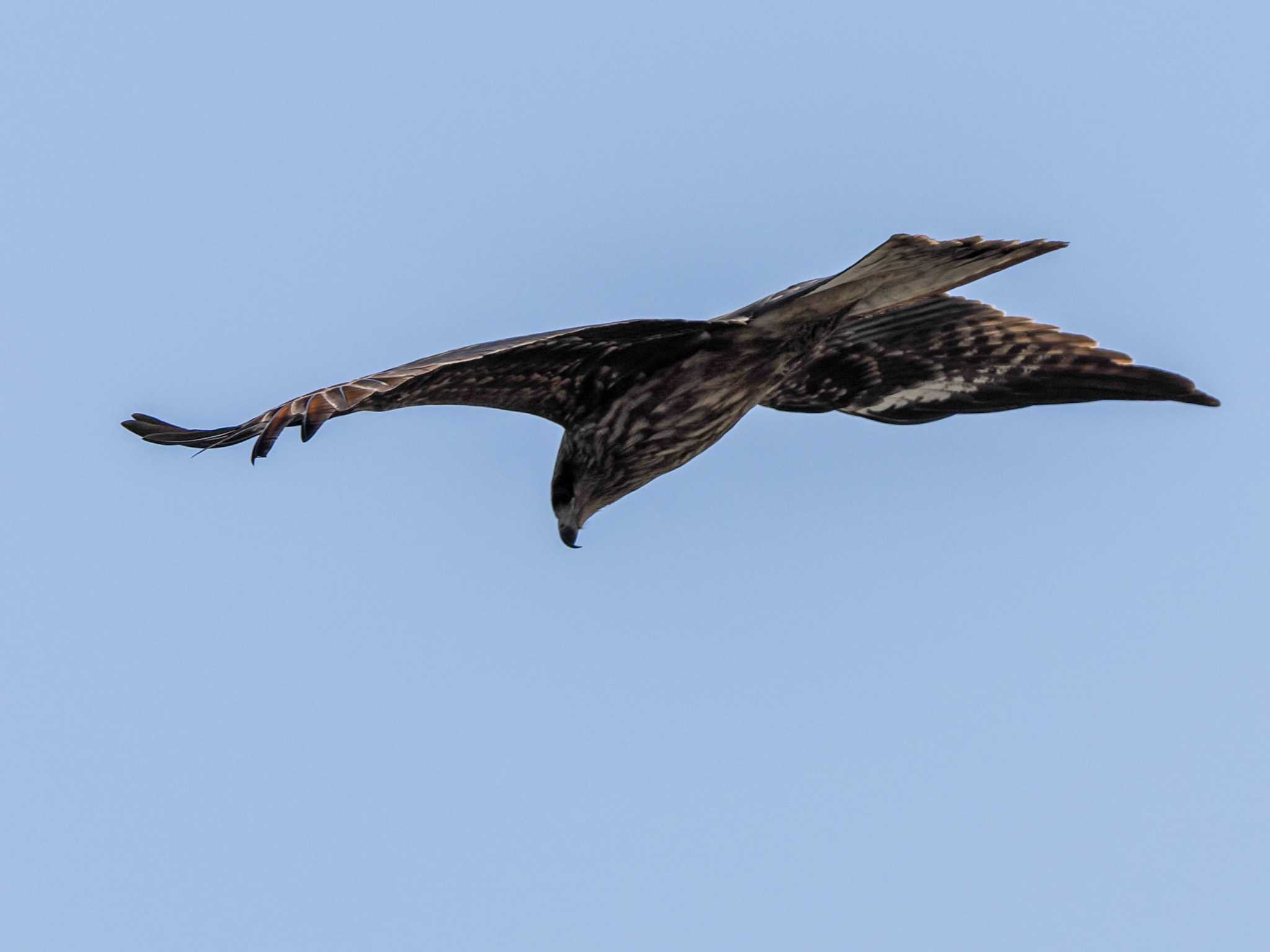 Black Kite