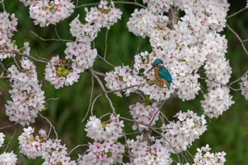 Common Kingfisher 大阪府 Sun, 4/7/2024