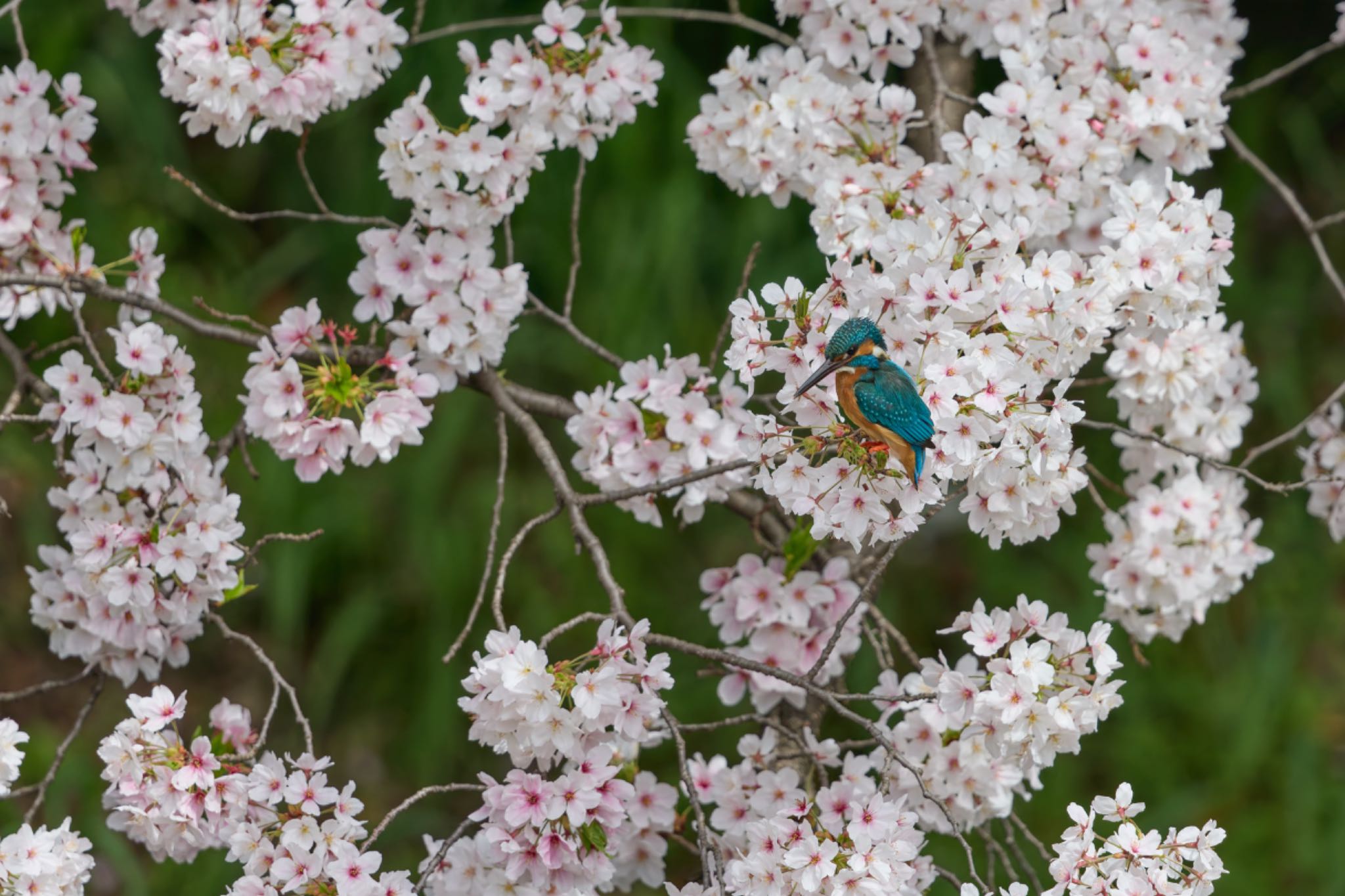 Photo of Common Kingfisher at 大阪府 by 明石のおやじ