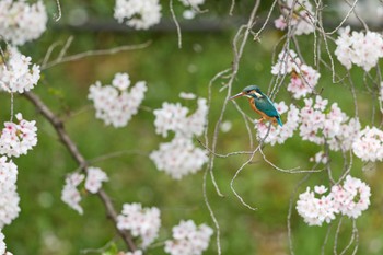 Common Kingfisher 大阪府 Sun, 4/7/2024