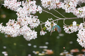 Common Kingfisher 大阪府 Sun, 4/7/2024